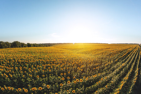 Blooming sunflowers. Large agricultural field of sunflowers at sunsetの写真素材