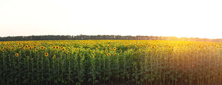 Blooming sunflowers. Large agricultural field of sunflowers at sunsetの写真素材