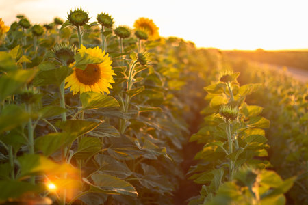 Blooming sunflowers. Large agricultural field of sunflowers at sunset