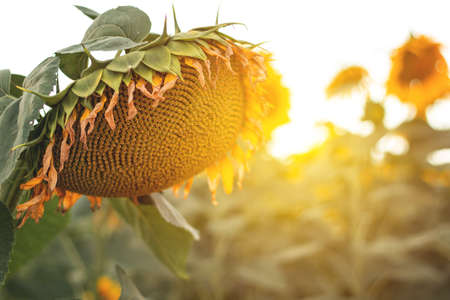 Ripe sunflower on the field close-up at sunset