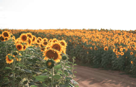 Sunflowers in the agricultural field. Yellow blooming sunflowers in season
