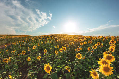 Sunflowers in the agricultural field. Yellow blooming sunflowers in season