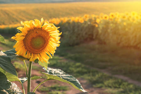 Sunflowers in the agricultural field. Yellow blooming sunflowers in seasonの写真素材