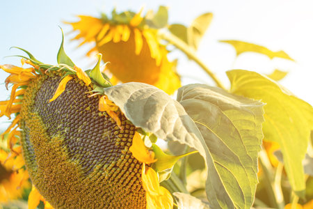 Ripe yellow sunflower on the field close upの写真素材