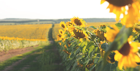 Ripe yellow sunflowers on the field close upの写真素材