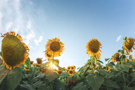Ripe yellow sunflower on the field close upの写真素材