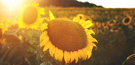 Yellow sunflowers in the evening against the blue sky and sunset