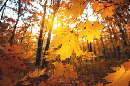 Golden autumn scene in a park, with falling leaves, the sun shining through the trees and blue sky