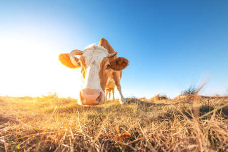 Happy single cow in the meadow during summer sunset. Grazing cows on agricultural land. Cattle eat dry grass in the autumn field. Several cows graze at dawnの写真素材