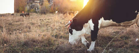 Happy single cow in the meadow during summer sunset. Grazing cows on agricultural land. Cattle eat dry grass in the autumn field. Several cows graze at dawnの写真素材