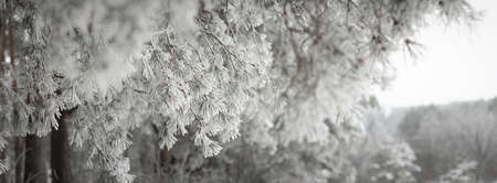 Pine tree branches are covered with frost, nature winter natural dark background, snow-covered coniferous needles close-up, soft focus, bokeh and copy space.の写真素材