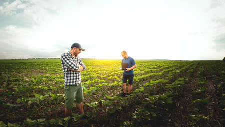 Two farmers in an agricultural field of sunflowers. Agronomist and farmer inspect potential yield