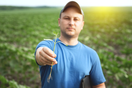 A farmer holds sunflower seedlings in his hands, selective focus.Agronomist farmer in an agricultural fieldの写真素材
