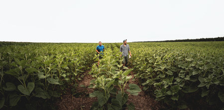 Two farmers in an agricultural field of sunflowers. Agronomist and farmer inspect potential yieldの写真素材
