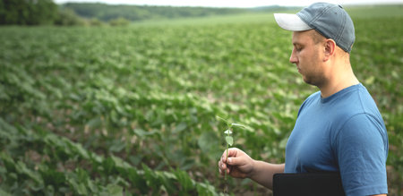 A farmer holds sunflower seedlings in his hands, selective focus.Agronomist farmer in an...