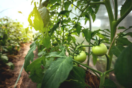 Tomato plants in greenhouse Green tomatoes plantation. Organic farming, young tomato plants growth in greenhouse.の写真素材