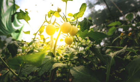 Tomato plants in greenhouse Green tomatoes plantation. Organic farming, young tomato plants growth in greenhouse.の写真素材