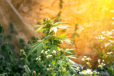 blooming marijuana. Growing cannabis. Leaf of a medicinal plant. Harvest a blooming indica. Pot with natural herbs.の写真素材