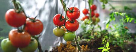 Growing red and green tomatoes. Ripe and ripening tomatoes in a home greenhouseの写真素材