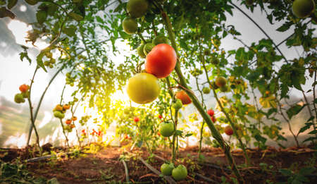 Growing red and green tomatoes. Ripe and ripening tomatoes in a home greenhouseの写真素材