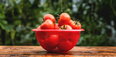 Fresh juicy tomatoes covered with water drops on a wooden tableの写真素材
