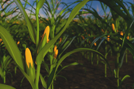 Green corn plant with yellow cobs without leaves close-up. Corn plant in 3D