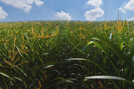 Green field of corn with cobs. Corn plant in 3Dの写真素材