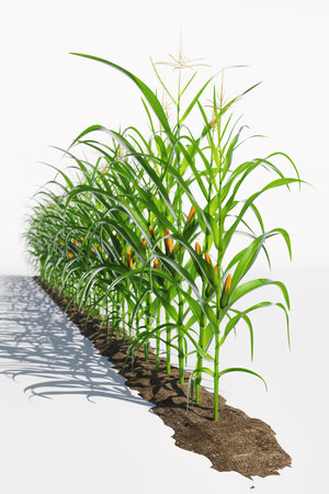One row of corn plants with yellow cobs on a white background. Corn plant 3D on isolated backgroundの写真素材