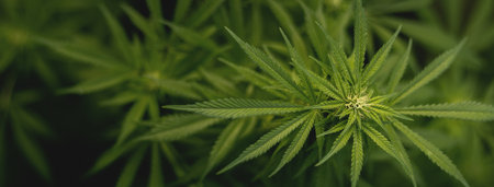 Close-up of marijuana plant at the beginning of the flowering stage. Green cannabis leavesの写真素材