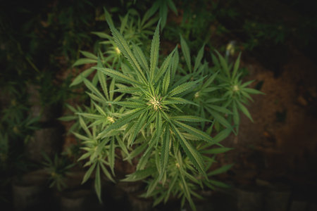 Marijuana plant in the final stages of flowering outdoors. Harvest a bud on a cannabis plant