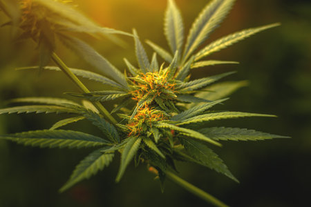 Flowers buds of a marijuana plant close-up with visible orange hairs and green leaves in late flowering stage.の写真素材