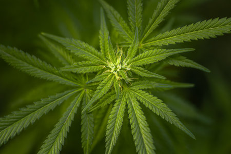 Green cannabis plant with visible hairs and leaves in early flowering stage. Weed leaves on dark backgroundの写真素材