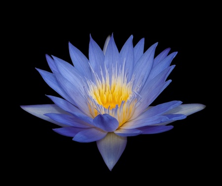 Water Lilyの写真素材