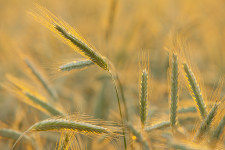 Barley Field  Close up image of barley field backlighted with sunset light 
