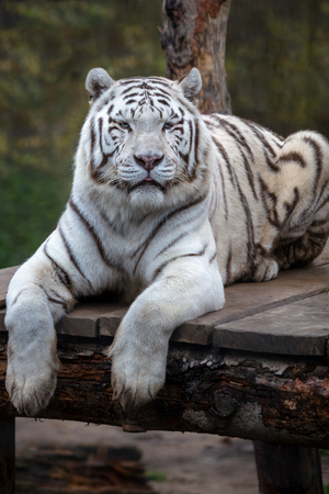 White tiger. Close up image of White tiger (Panthera tigris tigris), lying and resting on the wooden deck.の写真素材