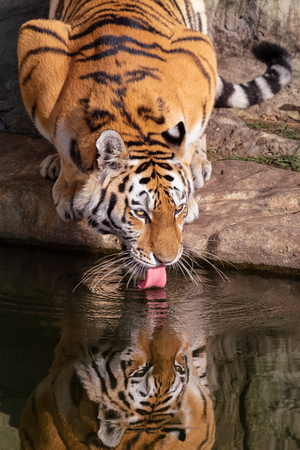 Siberian tiger. Close up image of Siberian tiger (Panthera tigris altaica), also known as the Amur tiger drinking water and with the reflection of tiger in the water.の写真素材