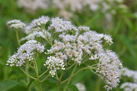 white flower