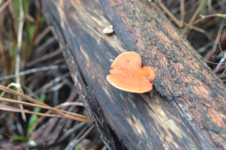 Mushrooms orangeの写真素材