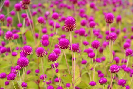 red flowerの写真素材