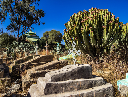 Candelabra Trees Euphorbia candelabrum near Wukro Cherkos in Ethiopiaの写真素材
