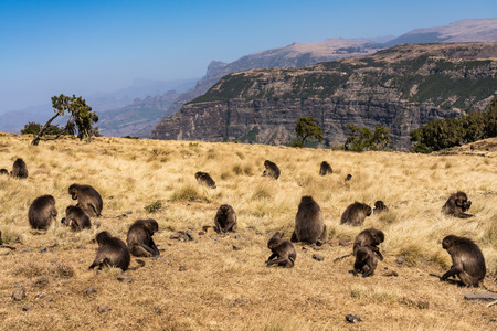 Gelada Baboon - Theropithecus Gelada. Simien Mountains National Park in Ethiopiaの写真素材