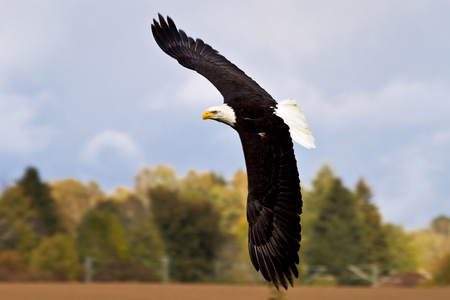 Flying bald eagle lat. haliaeetus leucocephalus in a parkの写真素材