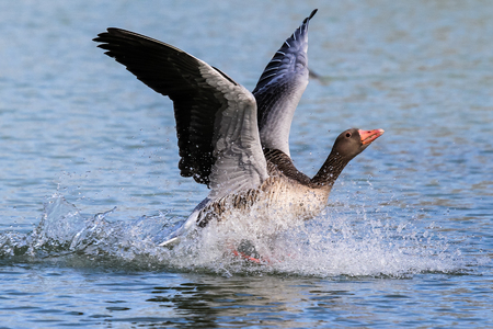 The greylag goose, Anser anser is a species of large gooseの写真素材