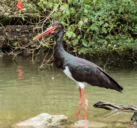 Black stork, Ciconia nigra in a german nature parkの写真素材