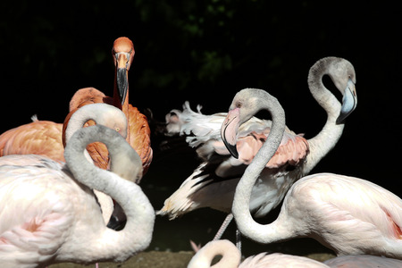 The American flamingo, Phoenicopterus ruber is a large species of flamingoの写真素材