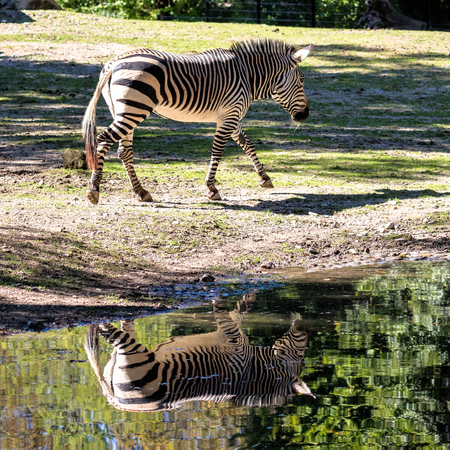 Hartmanns Mountain Zebra, Equus zebra hartmannae. An endangered zebraの写真素材