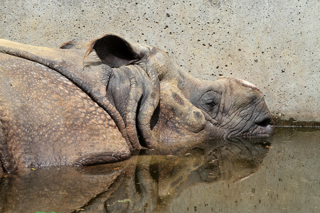 The Indian Rhinoceros, Rhinoceros unicornis aka Greater One-horned Rhinocerosの写真素材