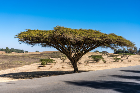 A big tree on the road from Gondar to the Simien mountains, Noth Ethiopia, Africa.の写真素材