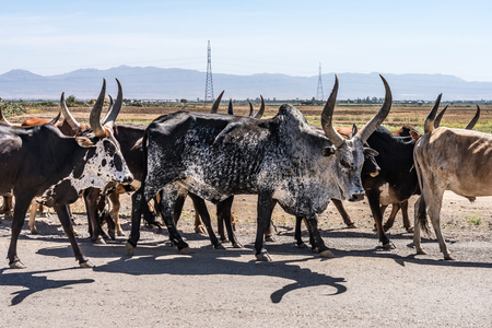 Brahman or Zebu bulls on the road to Gheralta in Tigray, Northern Ethiopia.の写真素材
