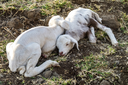 Goats in Ethiopia near the Blue Nile falls, Tis-Isat Falls in Amara region of Ethiopia, Eastern Africaの写真素材